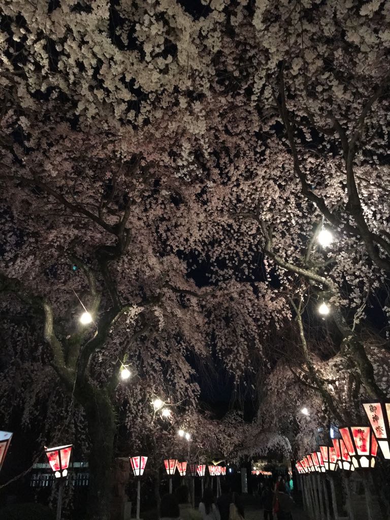 三嶋大社の夜桜