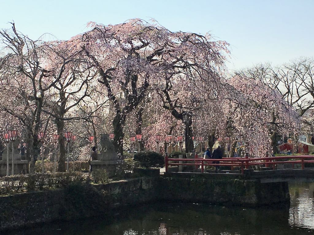 三嶋大社 神池越しの枝垂れ桜