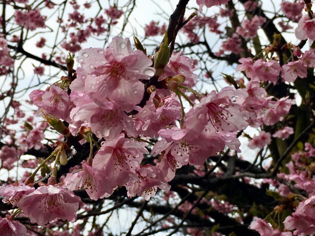 三嶋大社 河津桜アップ