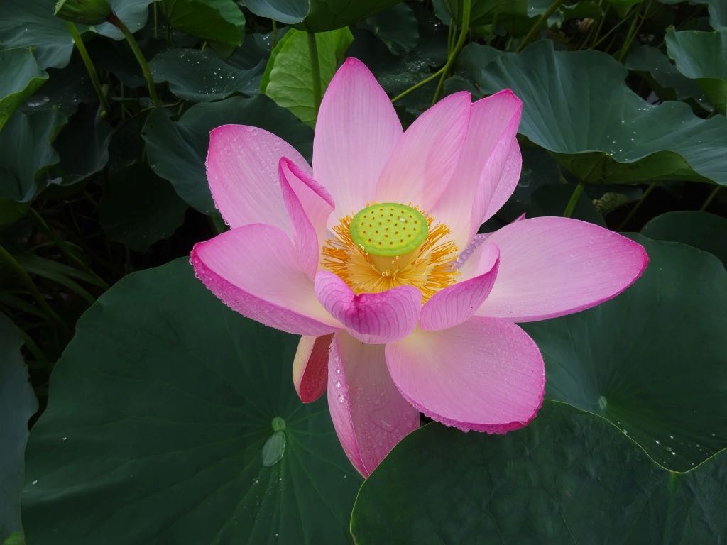 ハスの花アップ