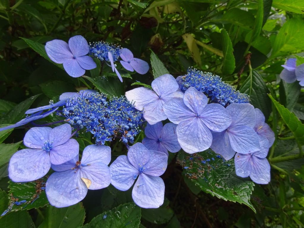 ヤマアジサイ