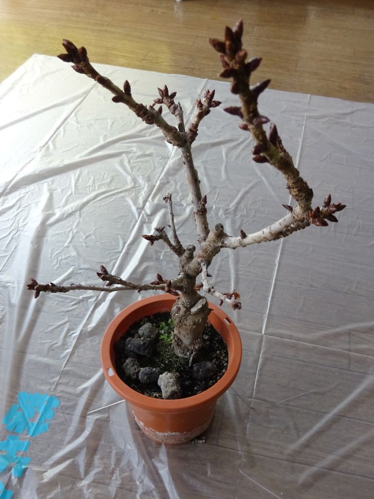 植え替え前の一才桜