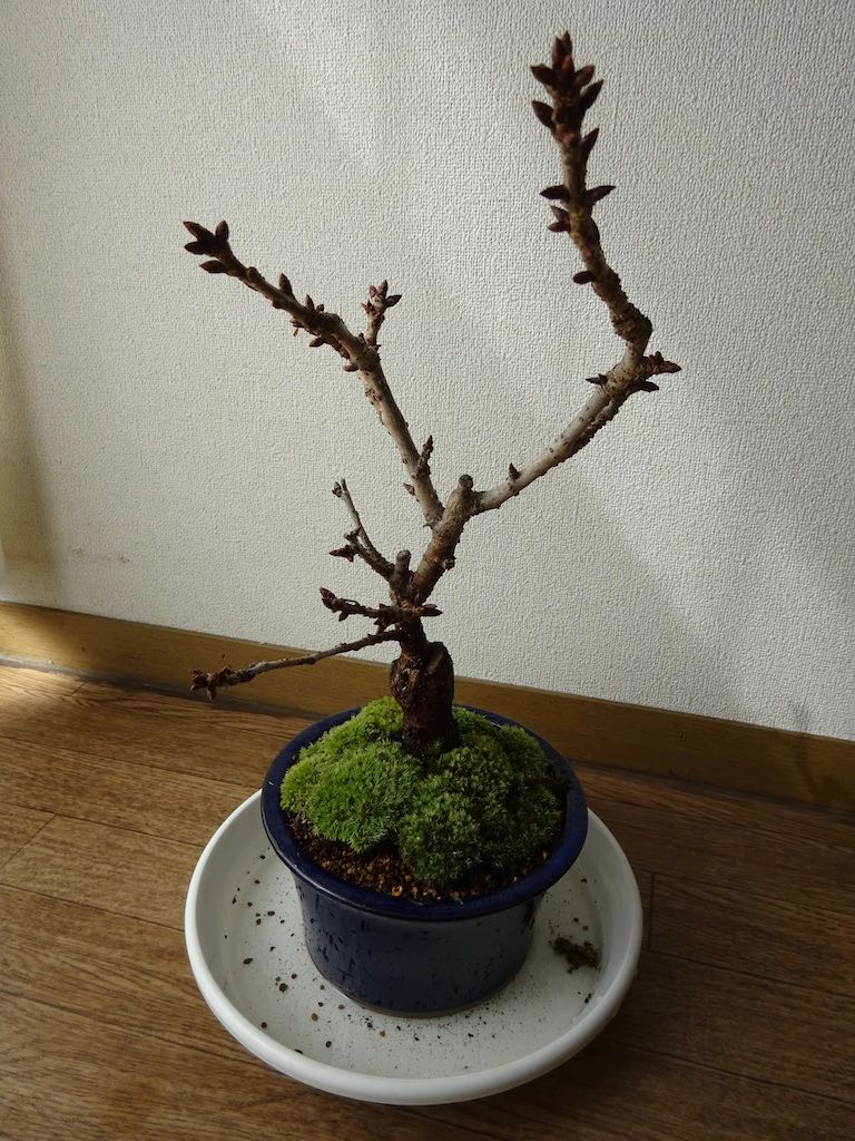 植え替え完成