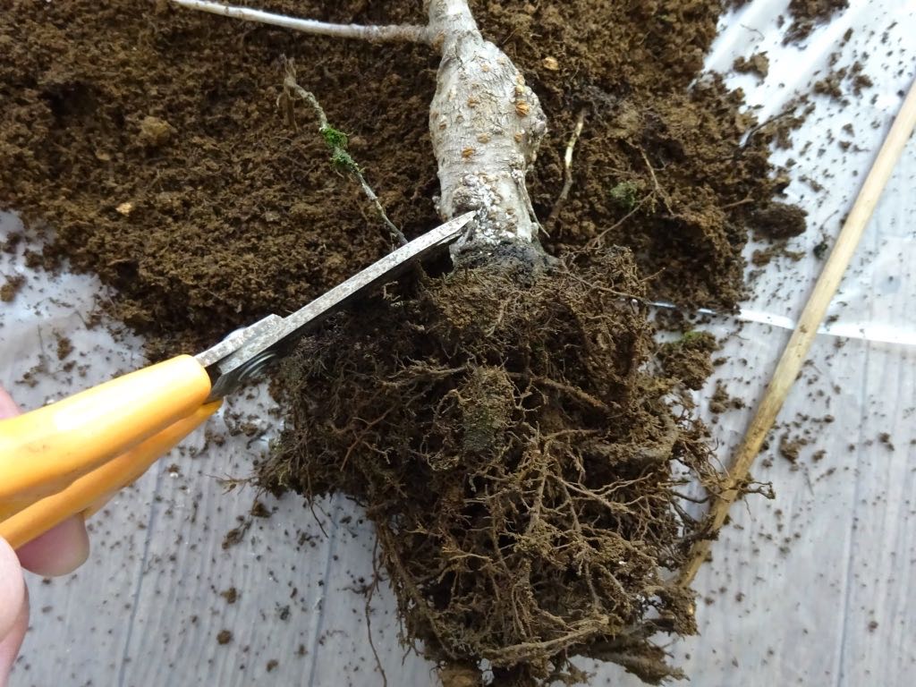 間延びした根を切る