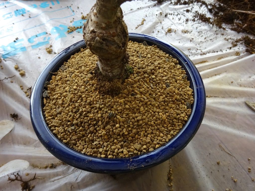 針金で固定し用土で覆う