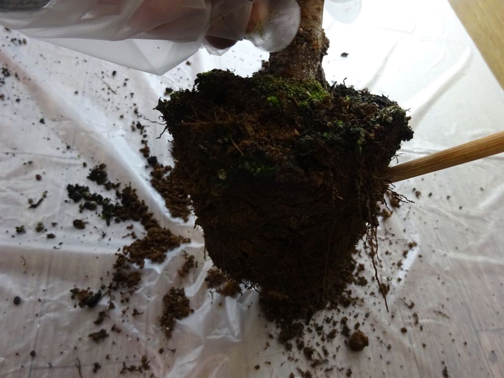 古い根を取り除く