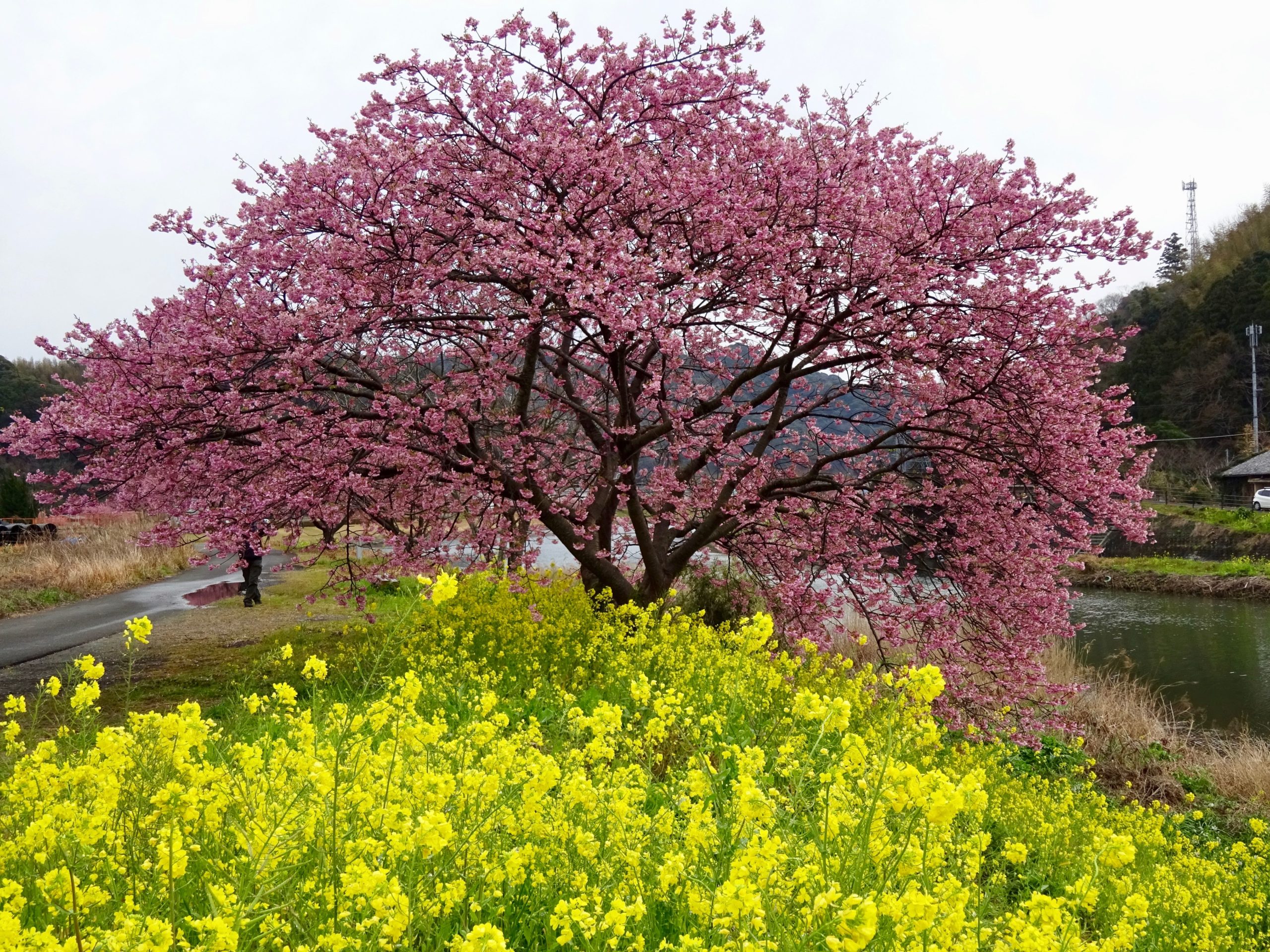 菜の花と河津桜