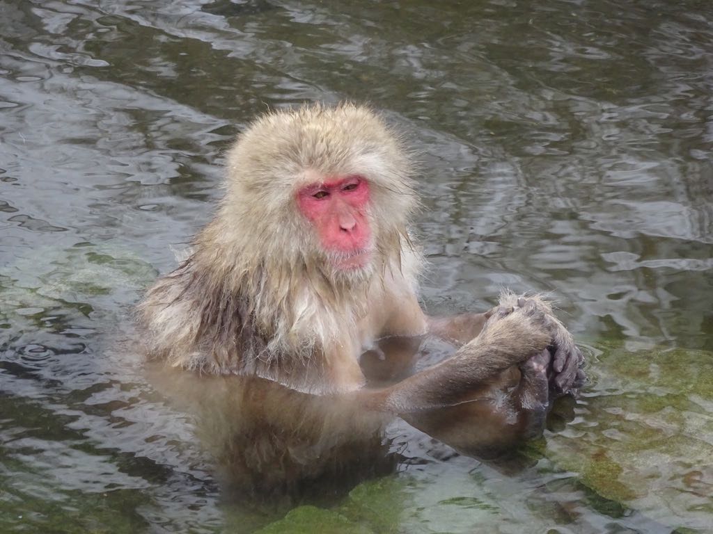ノンビリと湯浴み
