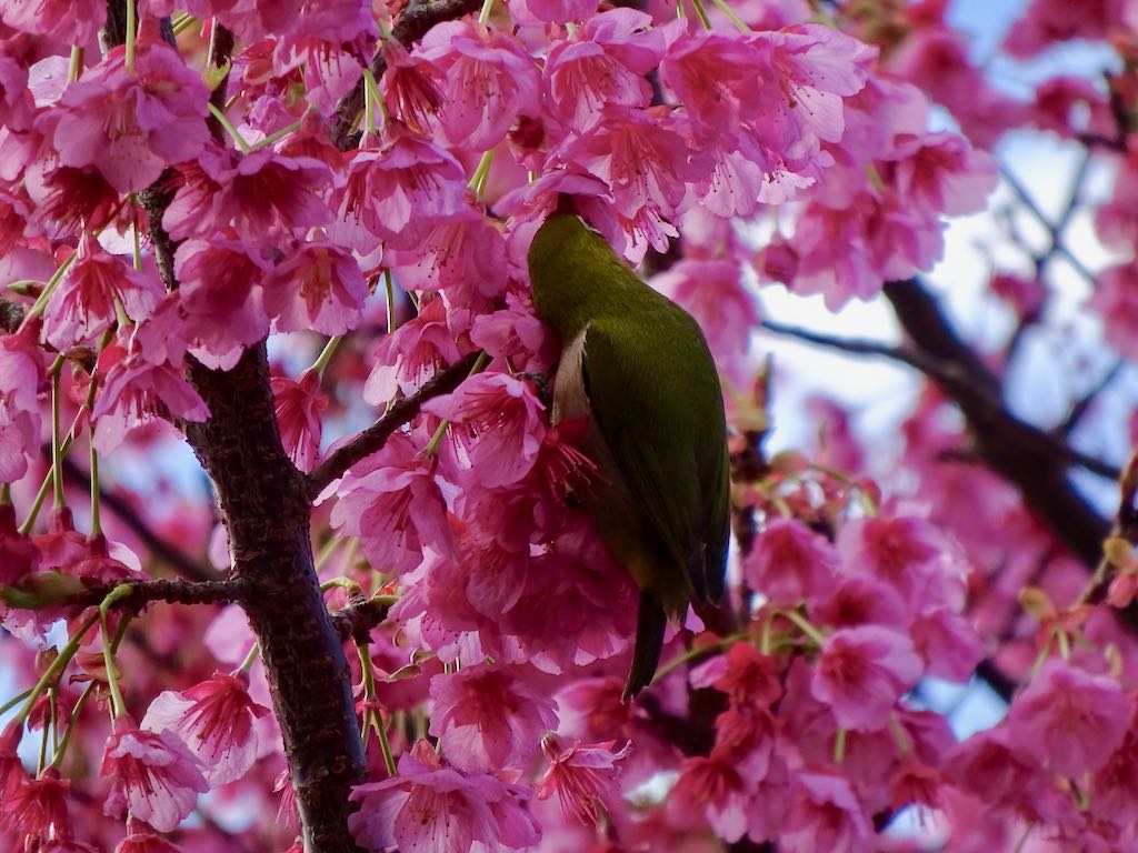 蜜を吸うメジロ