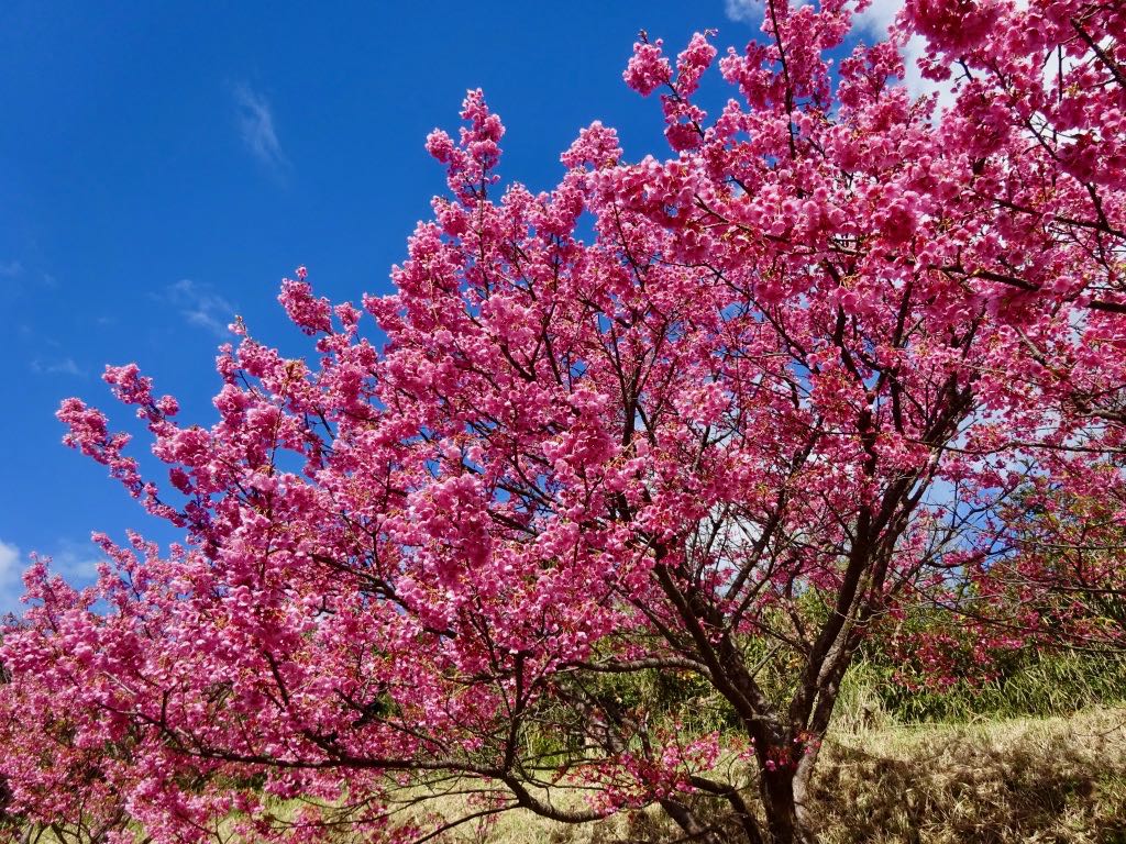 青空に映える土肥桜