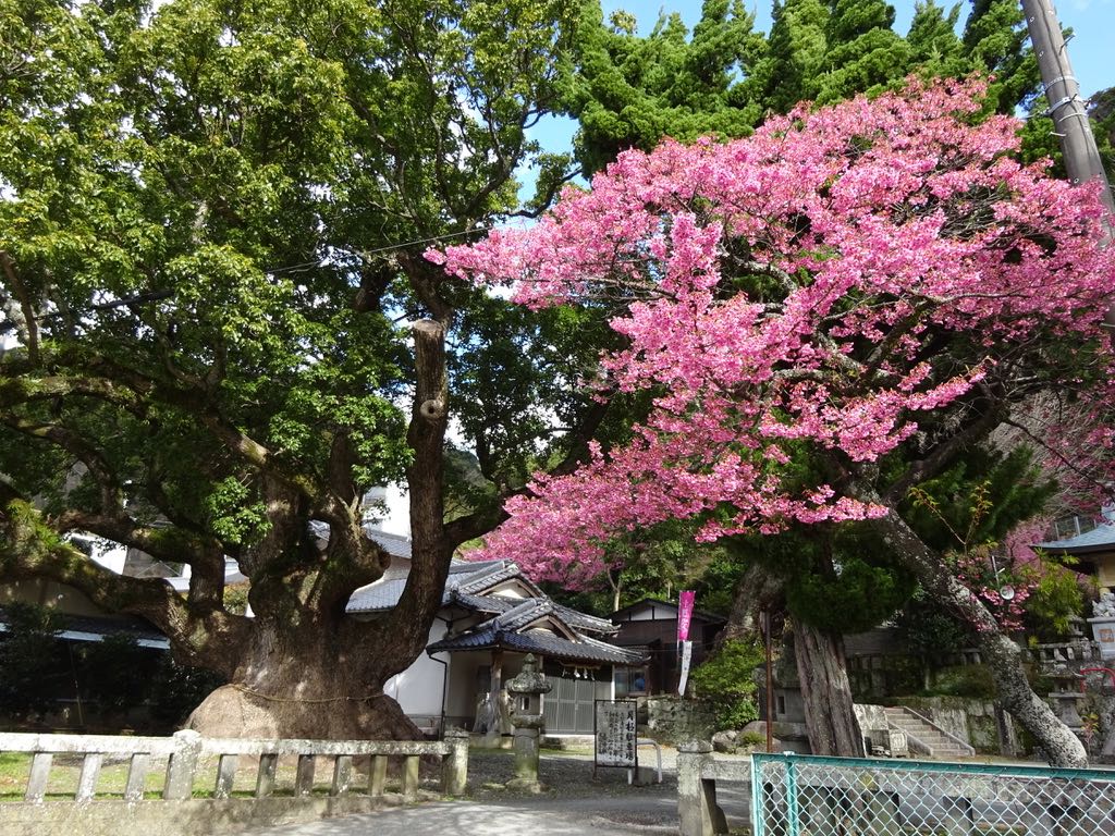 平安の大楠と土肥桜