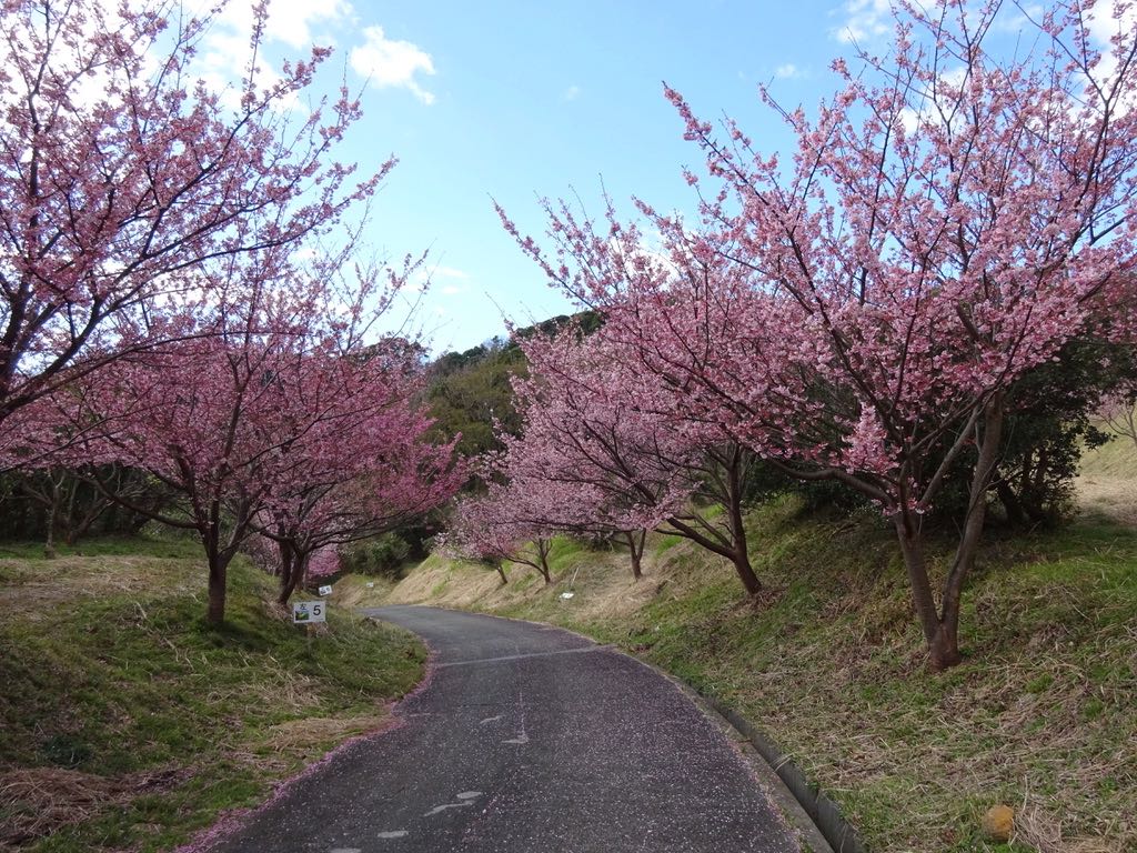 恋人岬桜並木