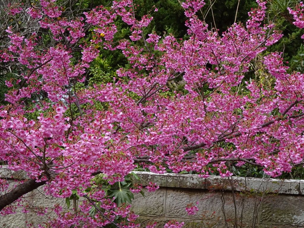 万福寺の土肥桜