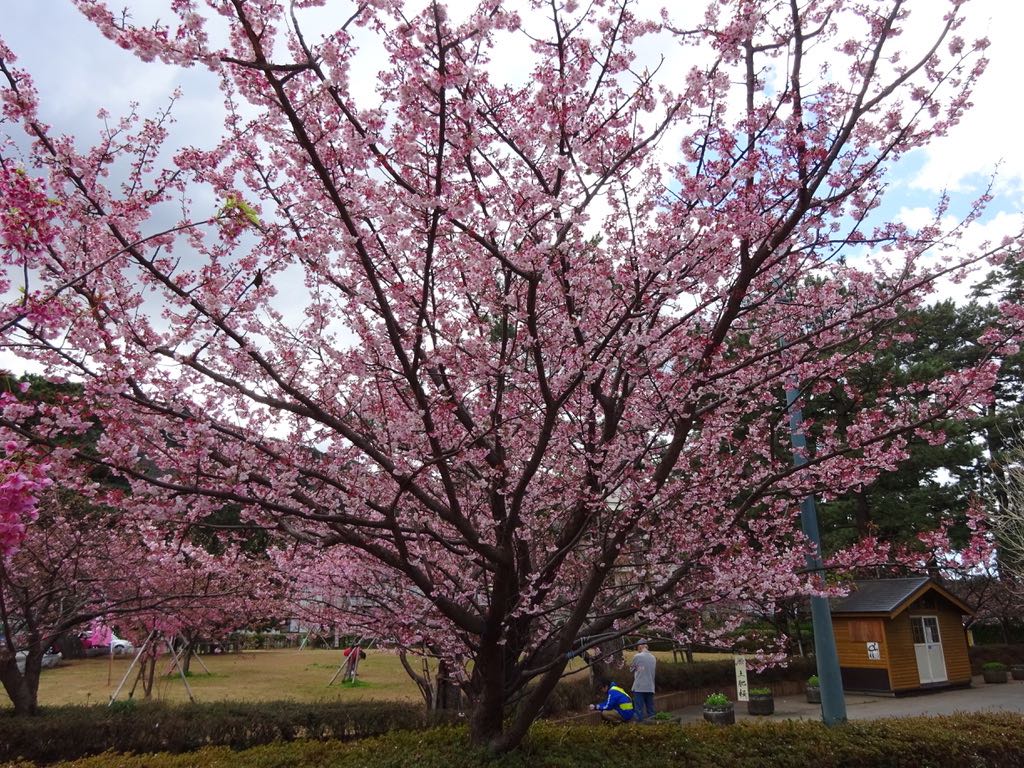 松原公園の土肥桜