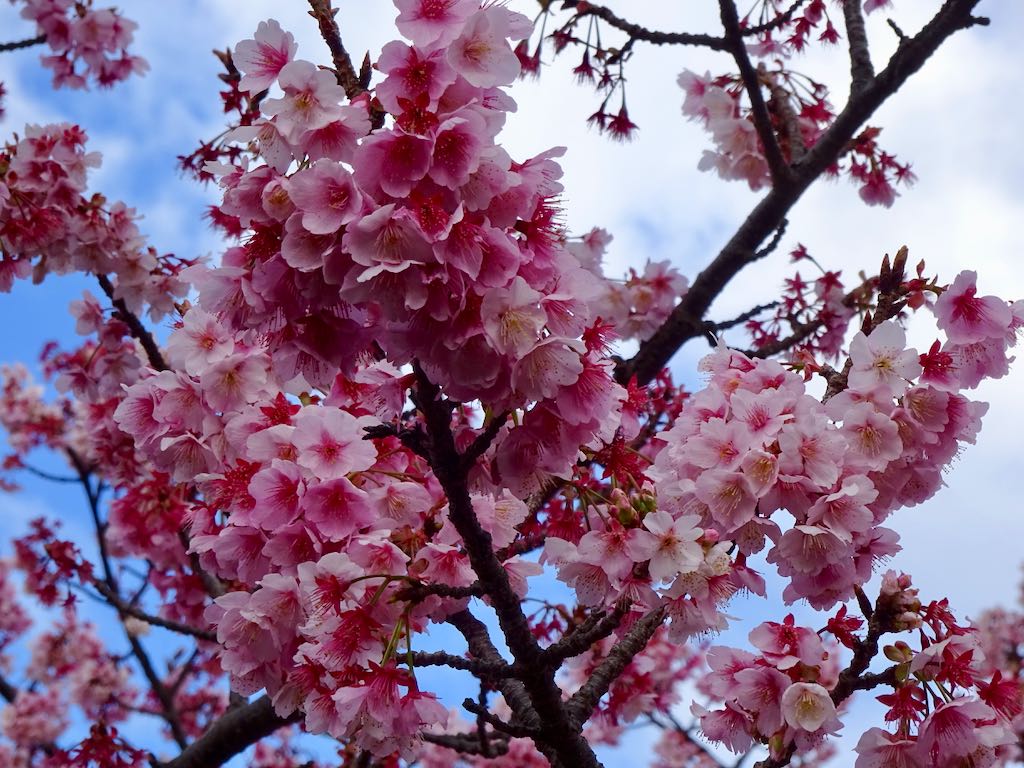 土肥桜 濃いピンク