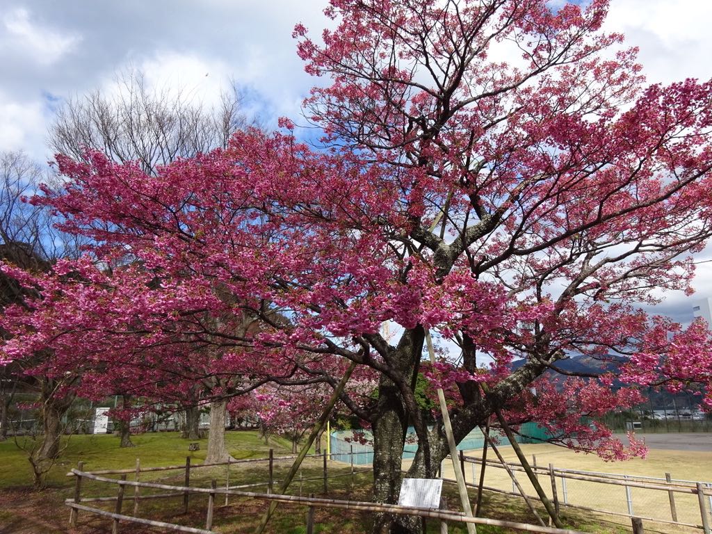 土肥桜原木