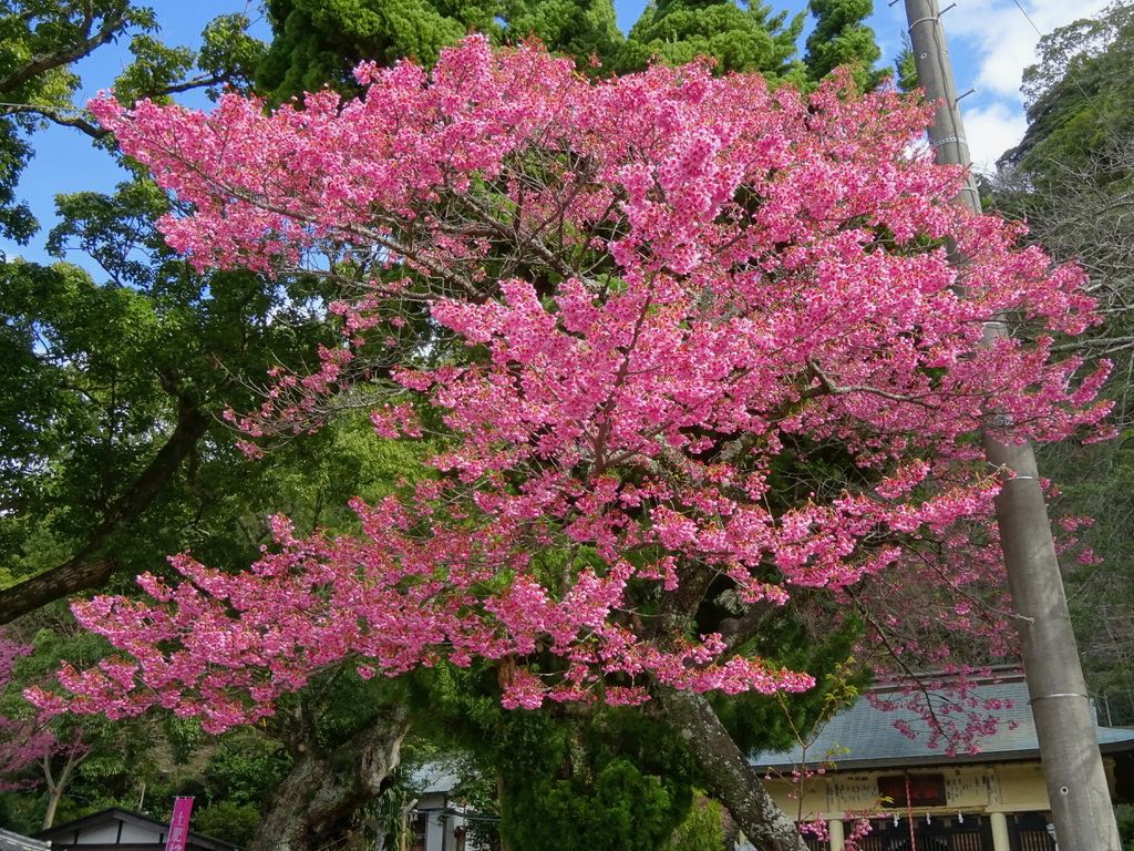 土肥神社の土肥桜