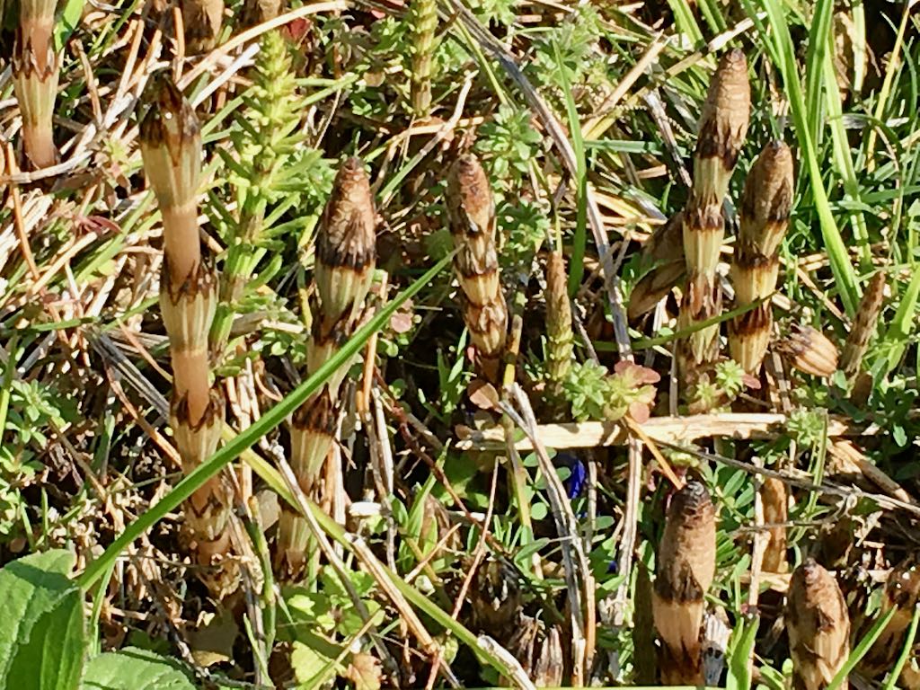 大場川のつくし