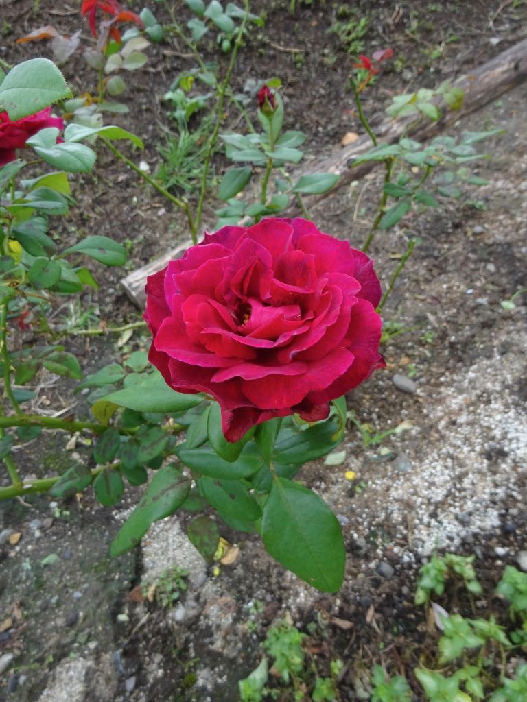 赤いバラ