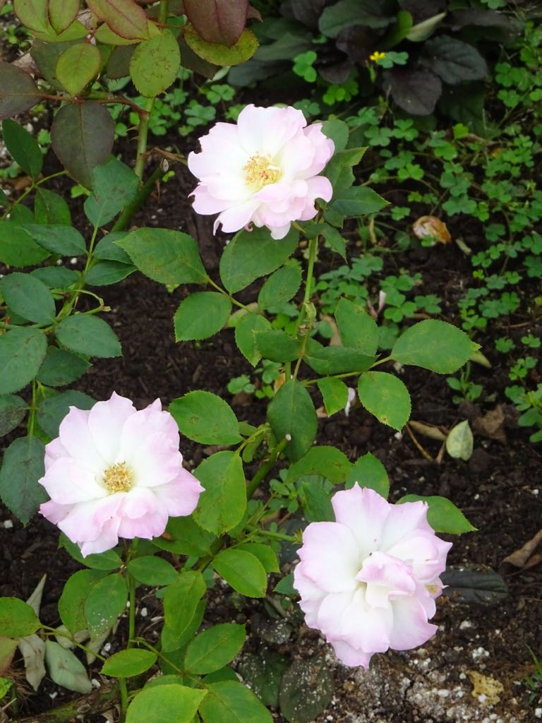 薄ピンクのバラ