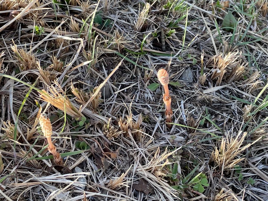 大場橋の手前で見つけたつくし