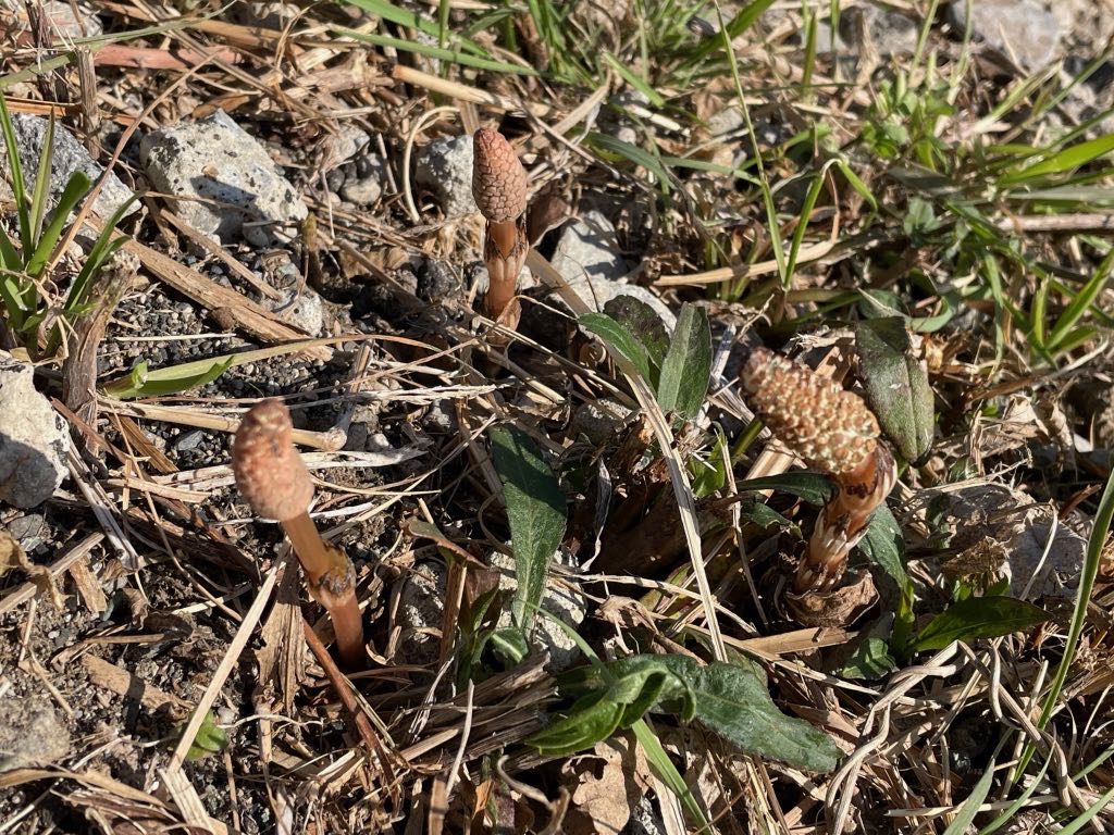 大場川の土手に見付けたツクシ