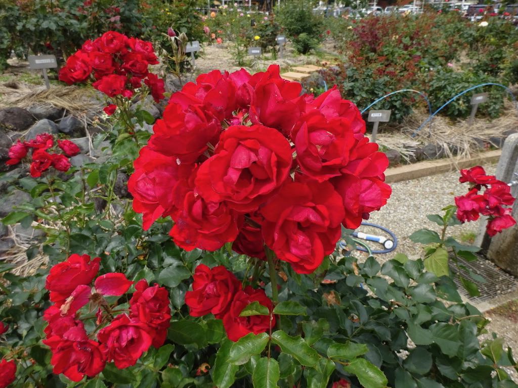 アンダルシアン