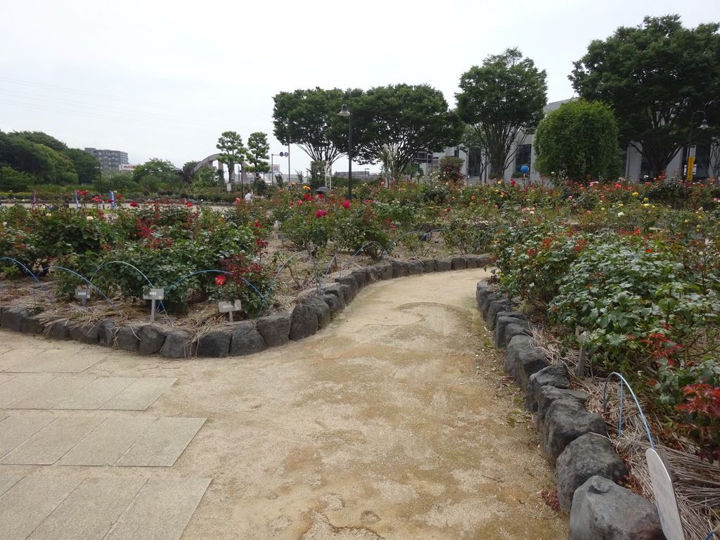 富士市中央公園西のバラ園