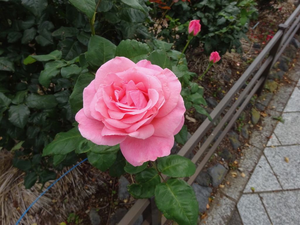 クイーンエリザベス