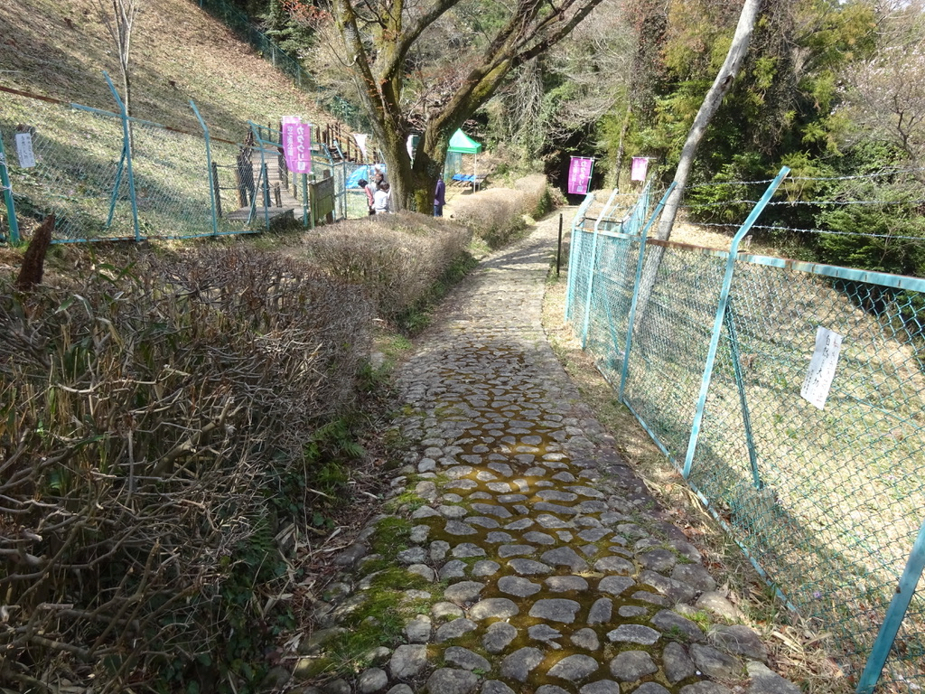カタクリ園
