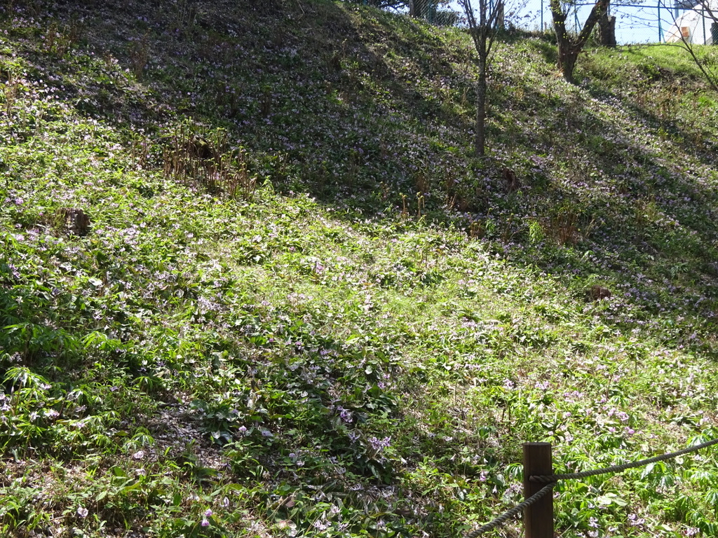 左上斜面のカタクリ群生