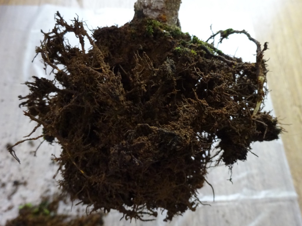 ここまで根を切り、古い土を落とす