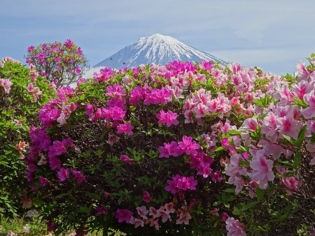 ツツジ越しの富士山