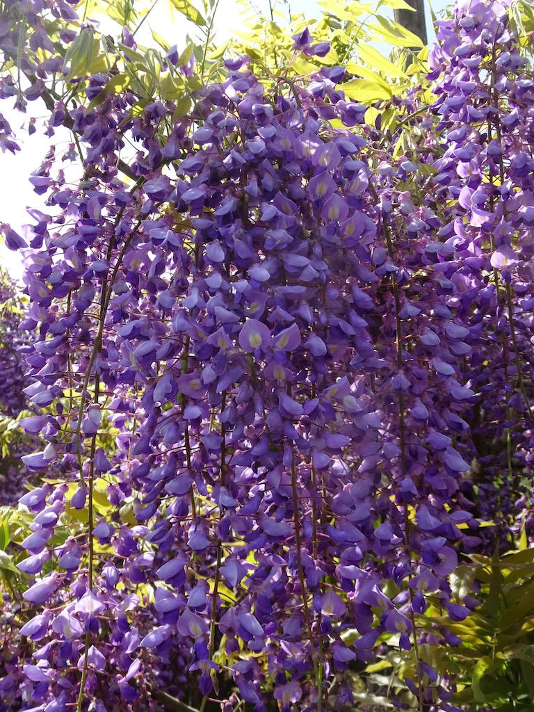 藤の花をアップ