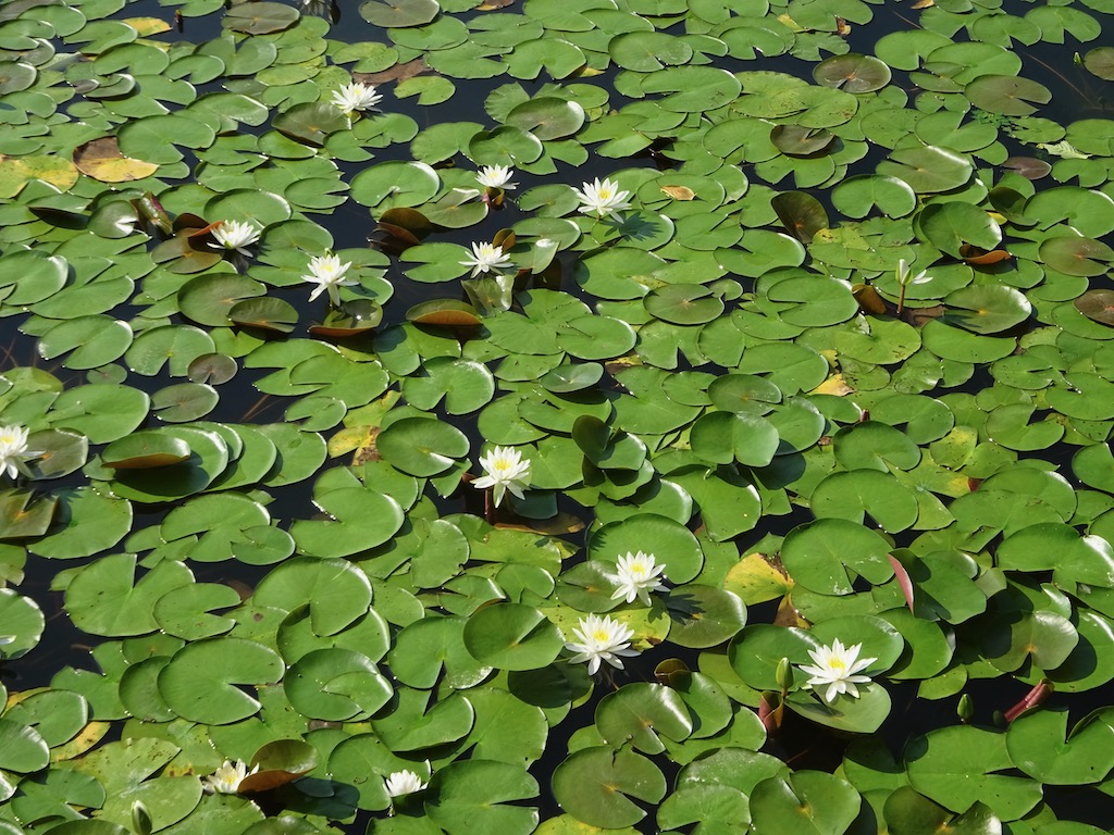 スイレンも満開〜今が最盛期?