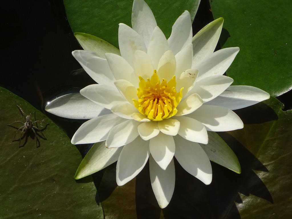 白いスイレン