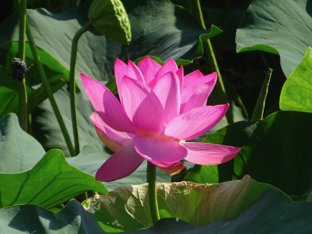 横からのハスの花