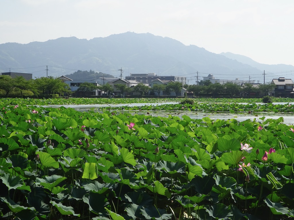 高草山とハスの花