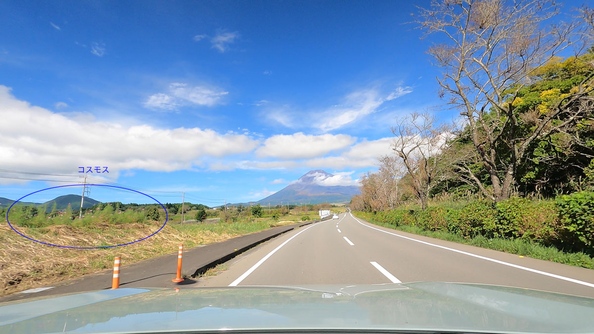 コスモスだが。。。残念ながら疎ら