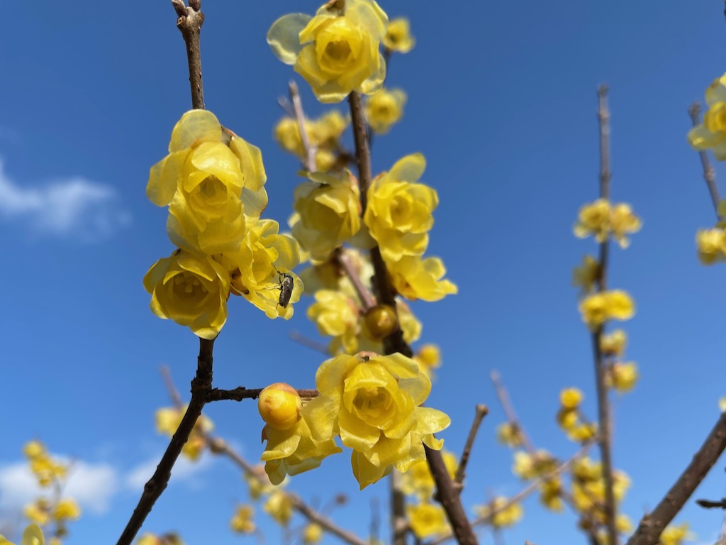 青空に映えるロウバイ