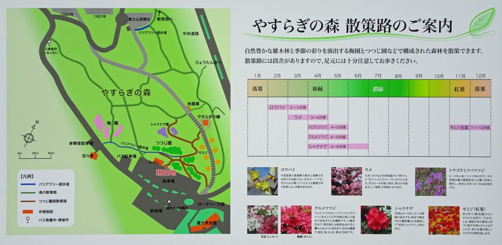 やすらぎの森 散策路