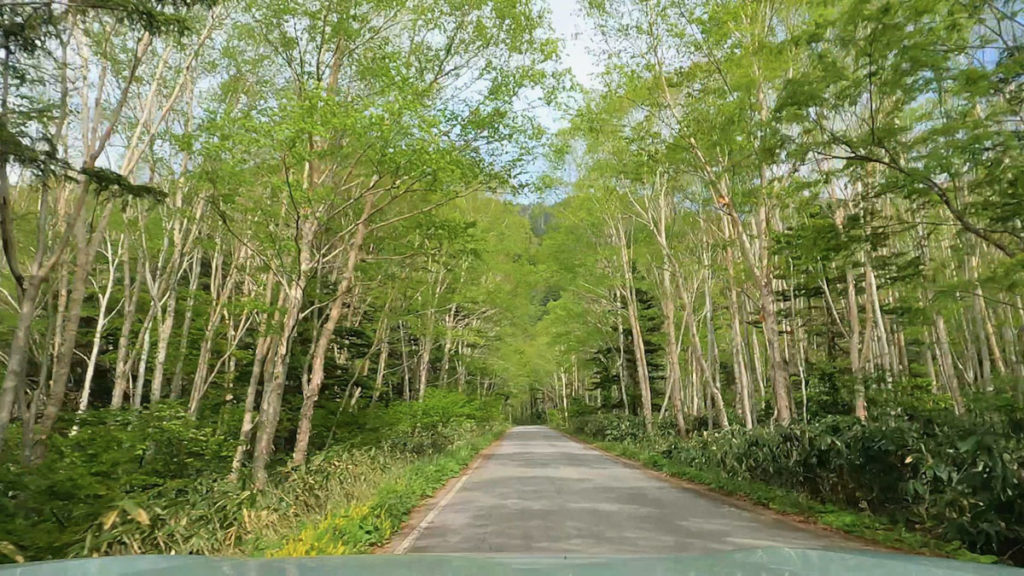 瑞々しい新緑の中を走る