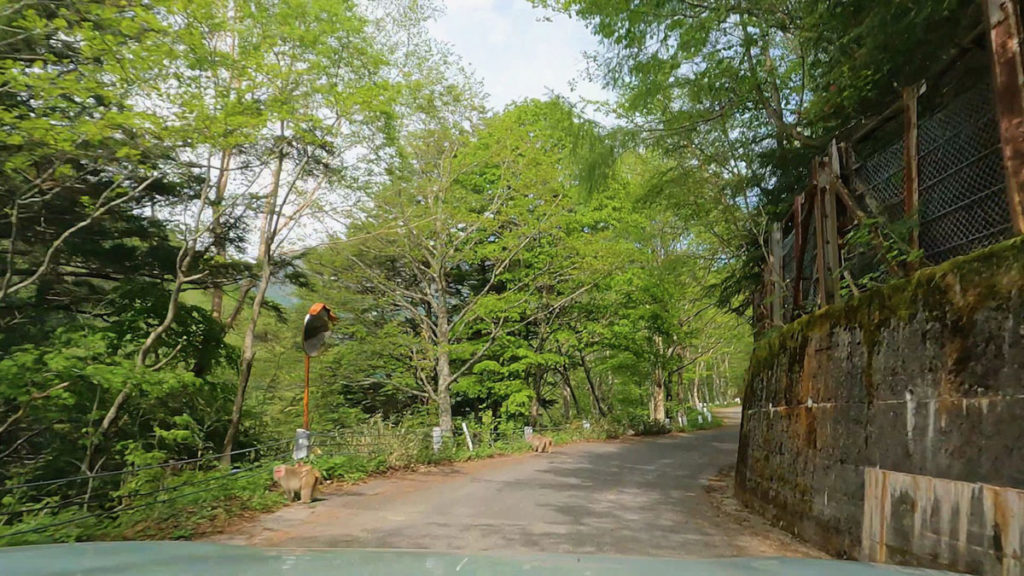 猿の群れに遭遇〜親子連れもいる